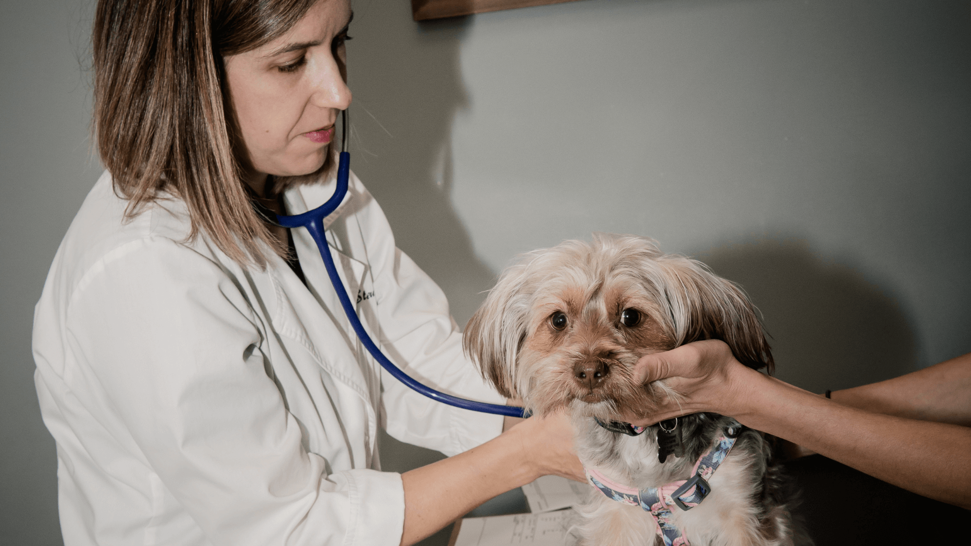 Payment Options For Veterinary Care Country Critters VC