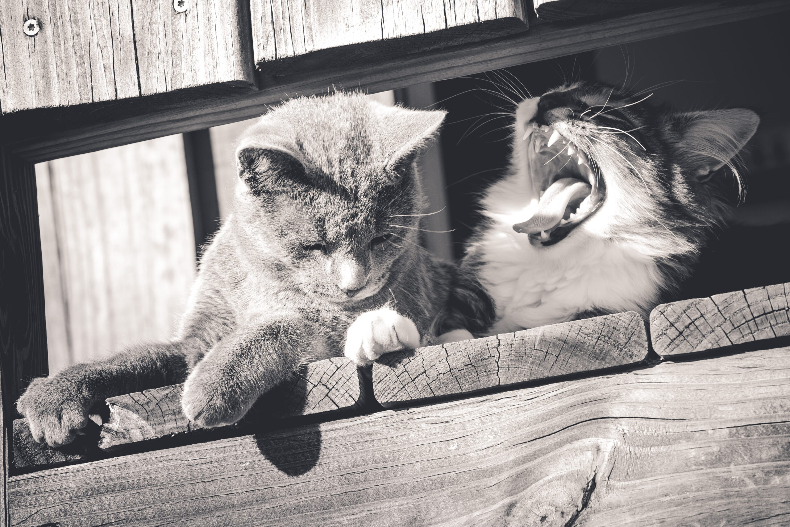 kitty yawning